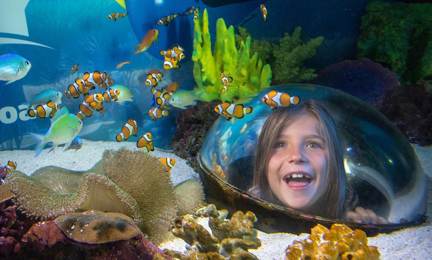 Image 9: Save 20% on SEA LIFE Sunshine Coast   Weekends Included! Adult & Child