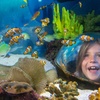 Image 9: Save 20% on SEA LIFE Sunshine Coast   Weekends Included! Adult & Child
