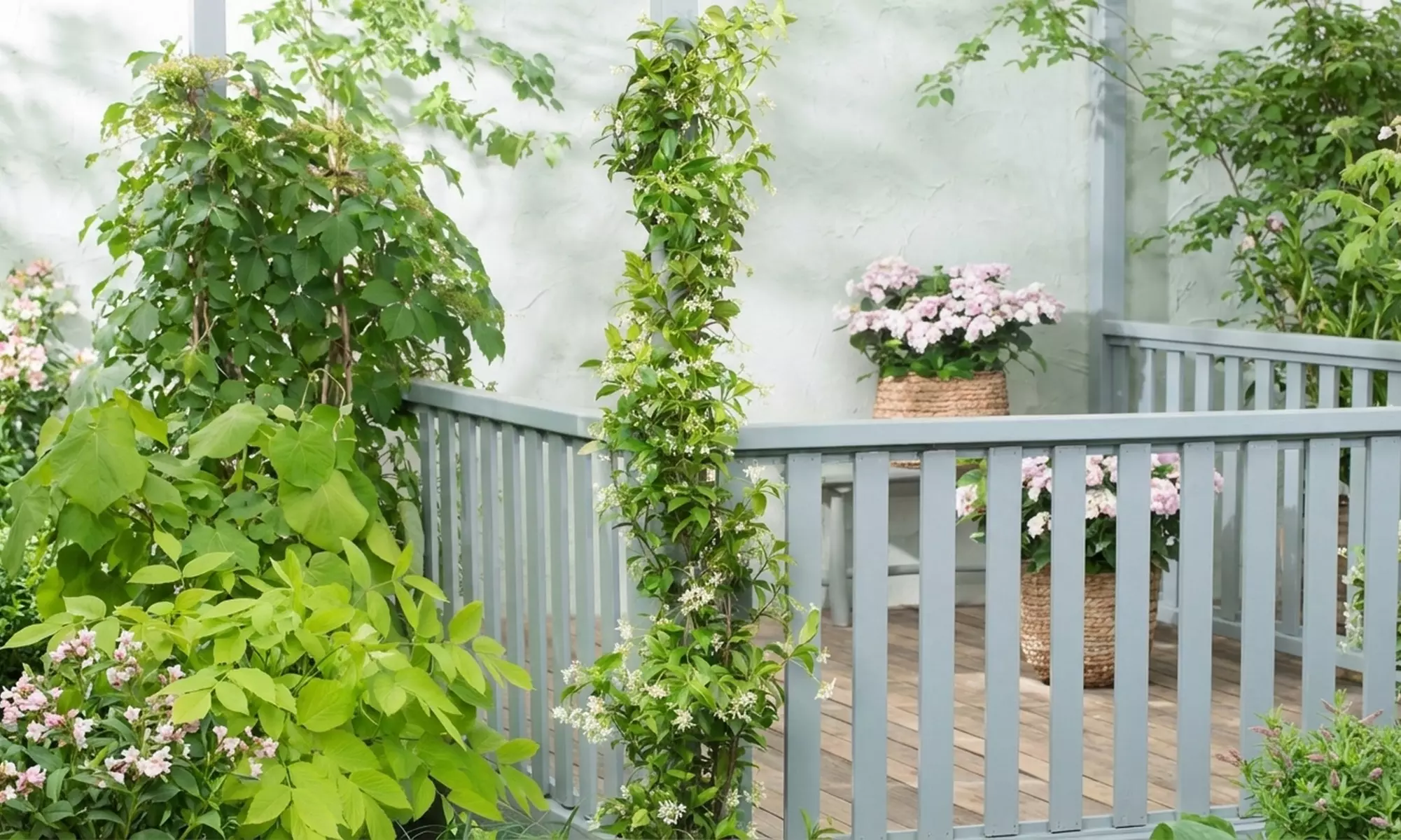 1 of 2 Toscaanse Jasmijnplanten XXL (110-120 cm)