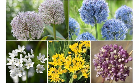 Groupon Unisex White Allium Bulb Collection: 100 Bulbs