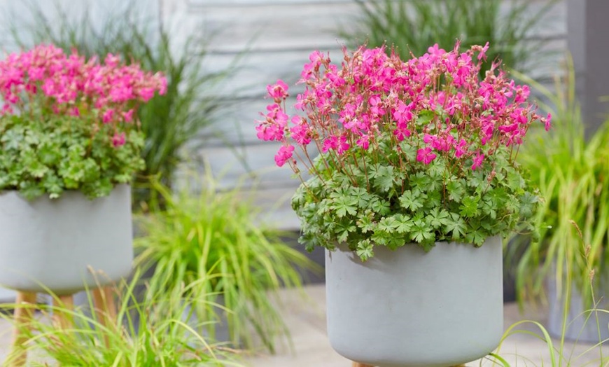 Image 5: One or Three Geranium 'Intense' 9cm Pot, Vibrant Neon Pink Blooms