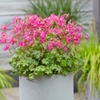 Image 5: One or Three Geranium 'Intense' 9cm Pot, Vibrant Neon Pink Blooms