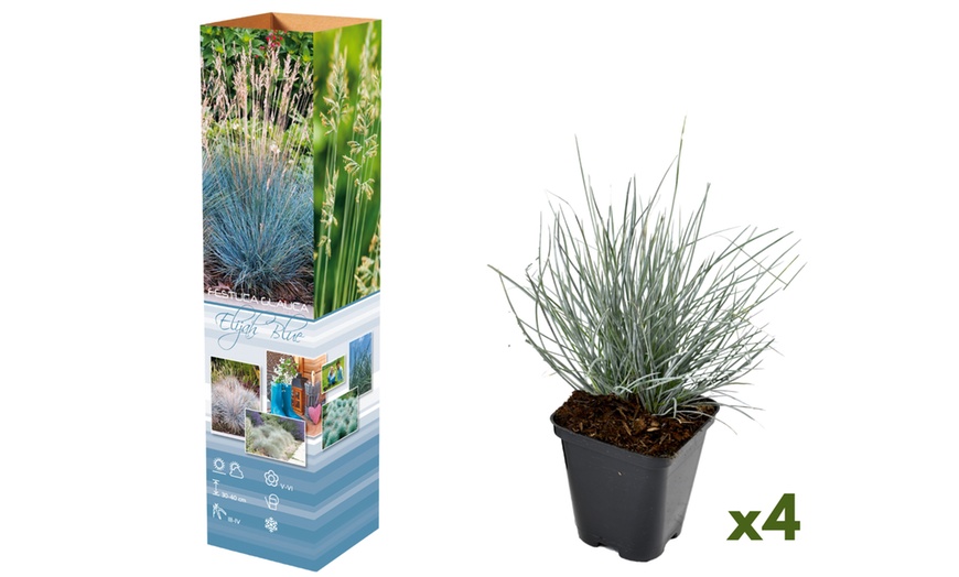 Image 2: 4 ou 8 fétuques bleues de Gardenzo