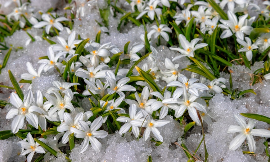 Image 2: 65 White Spring Flowering Collection Bulbs