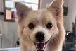 Complete Grooming For Every Dog Size, From Small To XXL, Including All Doodle And Poodle Breeds (Up to 43% Off) - Second Medium