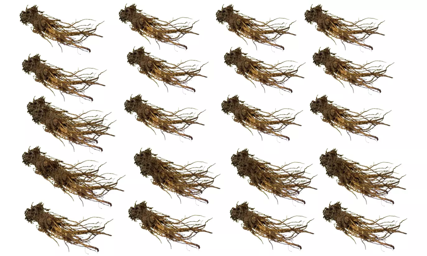 20er-Set Türkischer-Mohn-Zwiebeln mit Blüten in auffälligen Farben - Second Medium