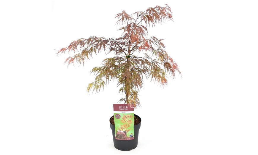 Image 2: Erable japonais 'Acer Garnet'