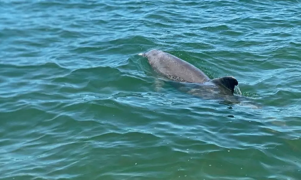 Jet Ski Rentals & All-Day Beach Fun in Fort Myers Beach