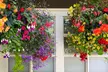 Pack of 24 or 48 Hanging Basket Plant Collection - Image 7