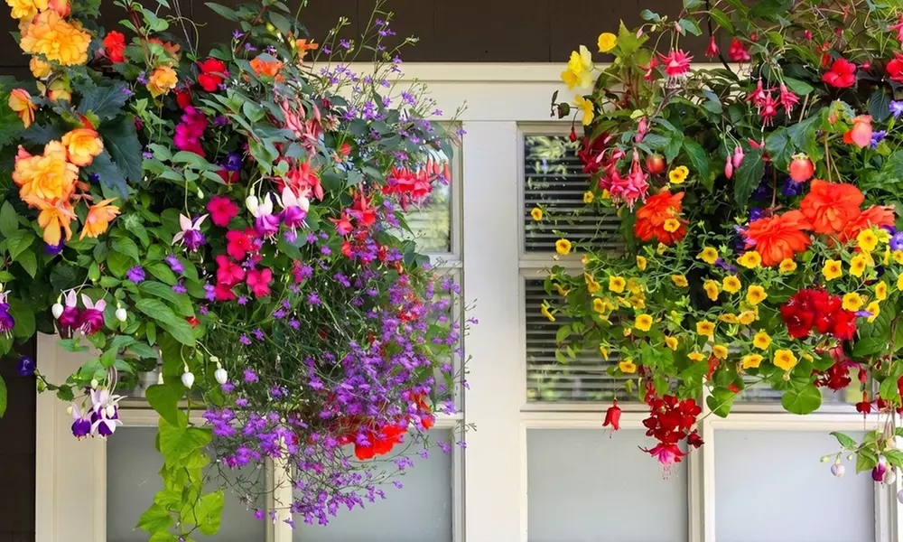 Pack of 24 or 48 Hanging Basket Plant Collection