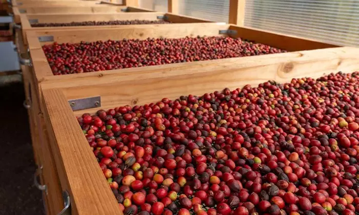 Visita a la Finca Los Castaños con degustación de café para 1, 2 o 4