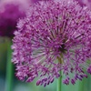 Image 1: Allium Purple Sensation - 24 or 48 Bulbs