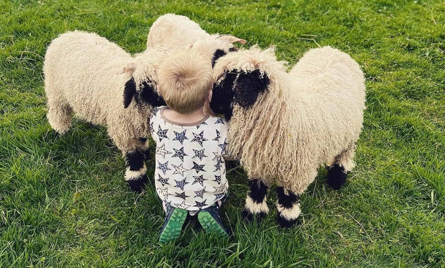 Image 6: Christmas Alpaca Meet and Feed with Santa Gift and Crafts