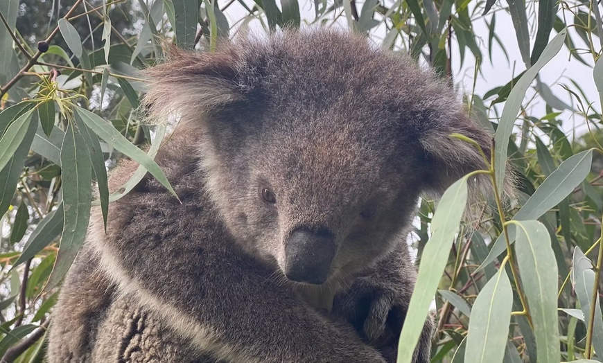 Image 9: Admission to Australian Wildlife for Child, Adult, Senior or Family