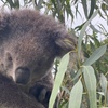 Image 9: Admission to Australian Wildlife for Child, Adult, Senior or Family