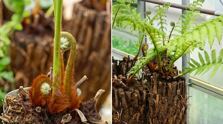 Groupon Unisex Hardy Australian Dicksonia Antarctica Tree Fern: 1X 10 Litre Pot