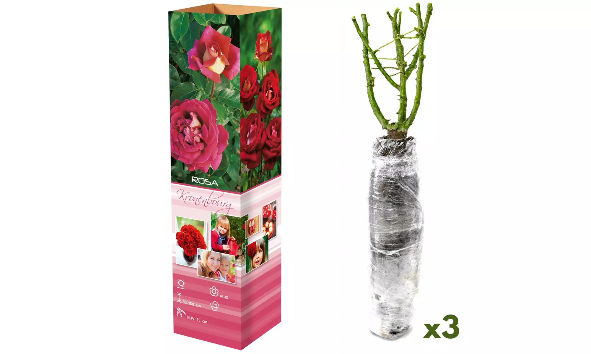 Roses : Dame de Coeur, Joro, Gloria Dei, entre autres