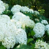 Image 4: Set van 3 hortensia planten