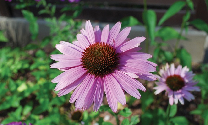 Image 12: Rainbow Perennial Collection - 72 or 144 Plants