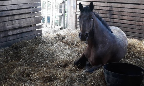 Adozione a distanza di uno o 2 animali della scuderia alla Scuderia Mosquitos