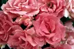 Cinnamon Hearts & Zephirine Drouhin Rose Bushes - Vibrant, Fragrant, Reblooming Garden Roses, Outdoor Plants, Free Shipping (Up to 24% Off) - Second Medium