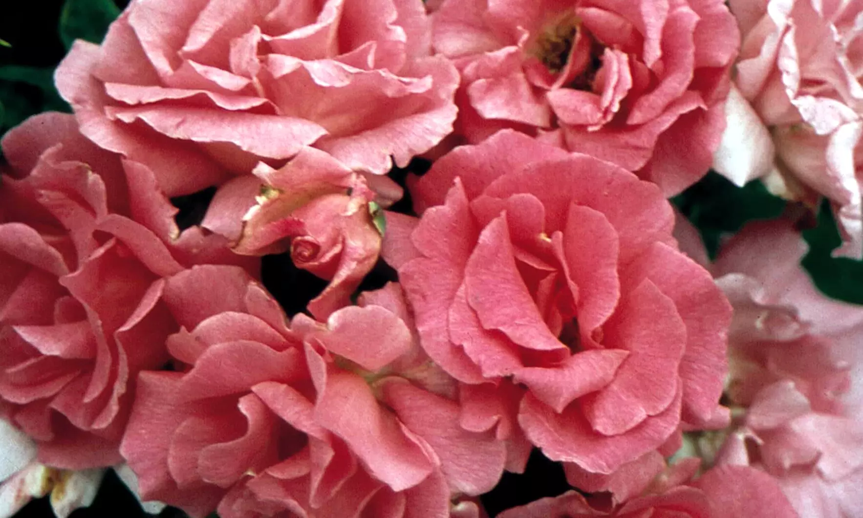 Rose Bushes in Various Sizes - Cinnamon Hearts and Zephirine Drouhin Climbing Roses with Free Shipping (Up to 24% Off)