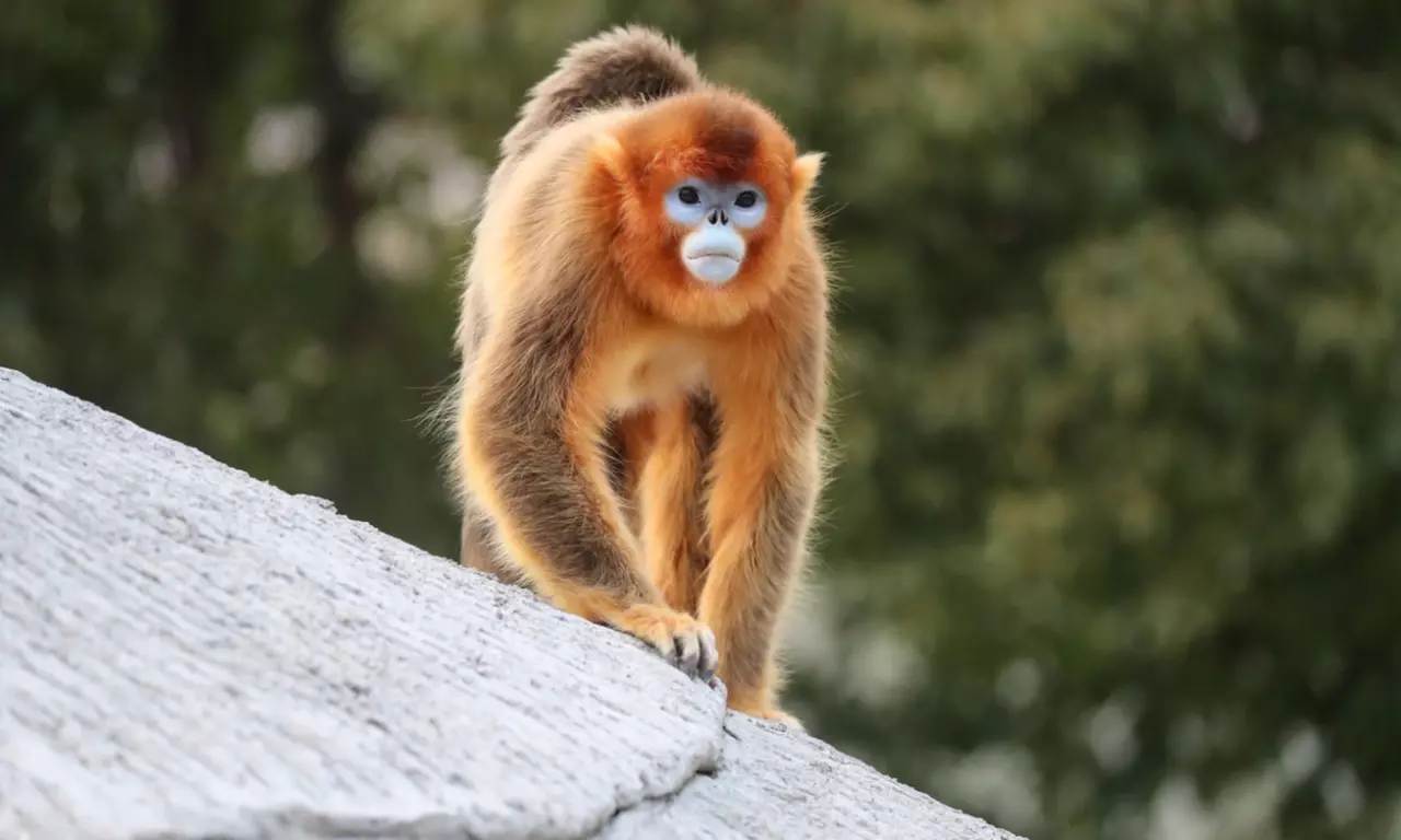 ZooParc de Beauval : 1 ou 2 jours pour un tour du monde animal