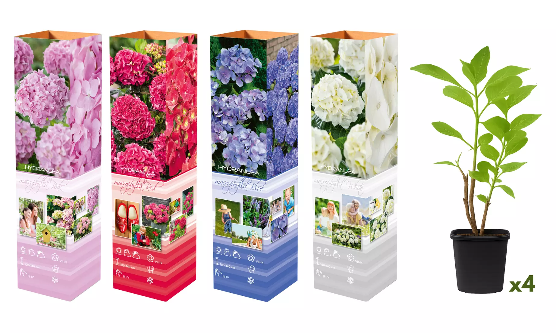 Lot de 4 ou 8 Hydrangea Macrophylla différents