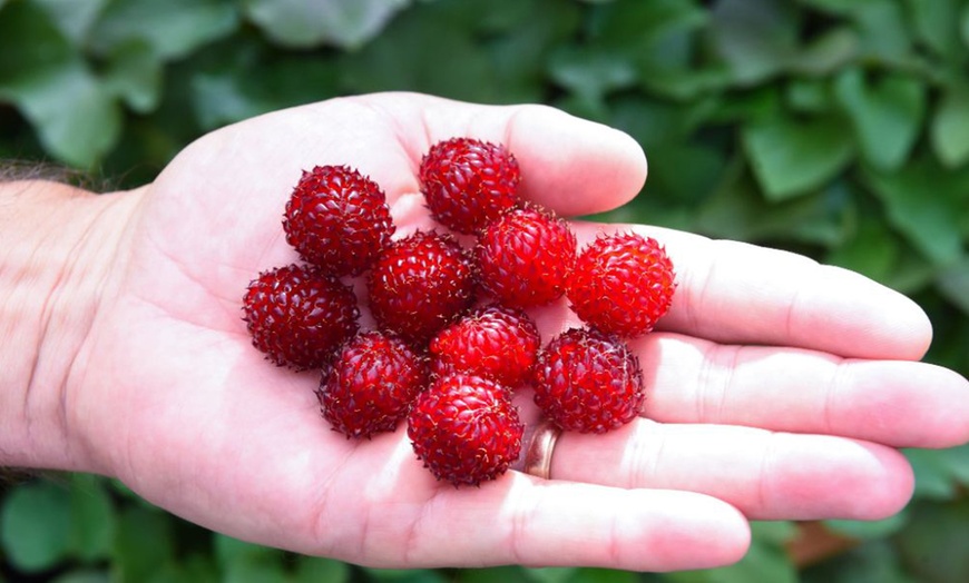 Image 5: Raspberry Tree Hararasp-One or Two Potted Plants
