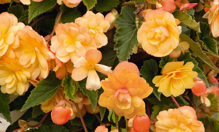 Image 3: YouGarden Begonia 'Apricot Fiery Shades' Mix 