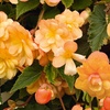 Image 3: YouGarden Begonia 'Apricot Fiery Shades' Mix 