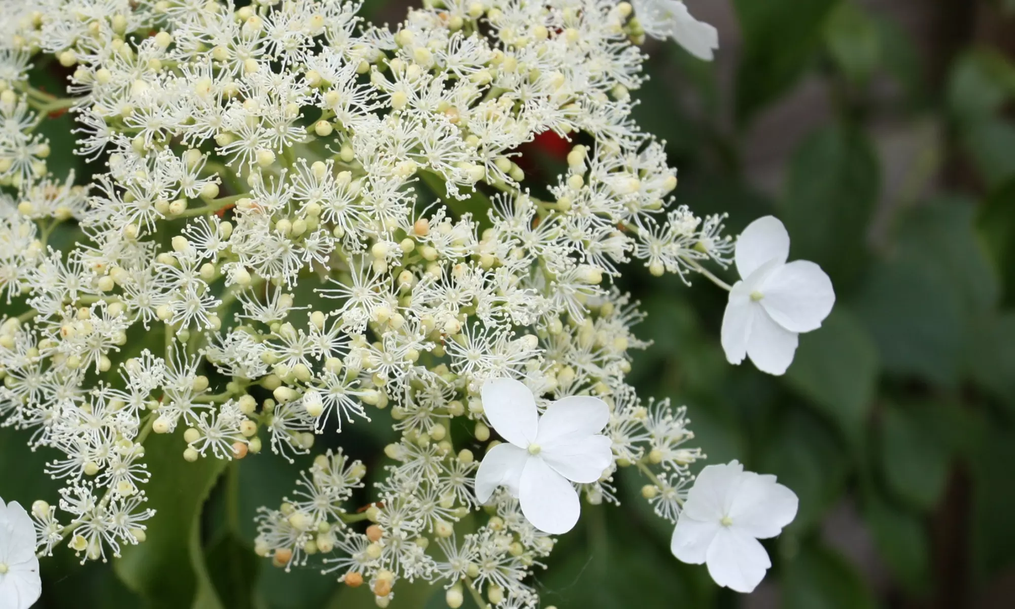 Hortensia Petiolaris de Rootz