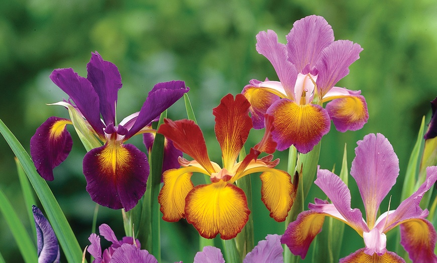 Image 3: Mixed Spring Iris Bulbs - Up to 200 Bulbs