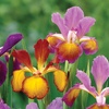 Image 3: Mixed Spring Iris Bulbs - Up to 200 Bulbs