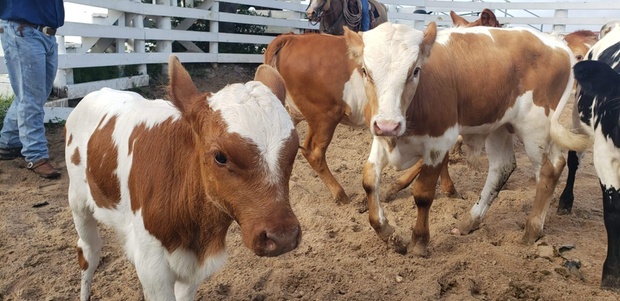 What to expect media