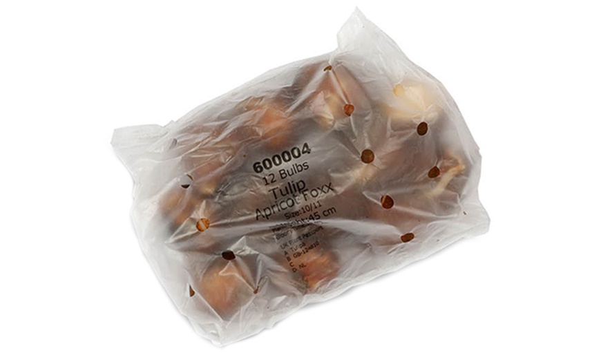 Image 2: 12 or 24 Apricot Foxx Tulip Bulbs – Exquisite Sunset-Hued Triumph 