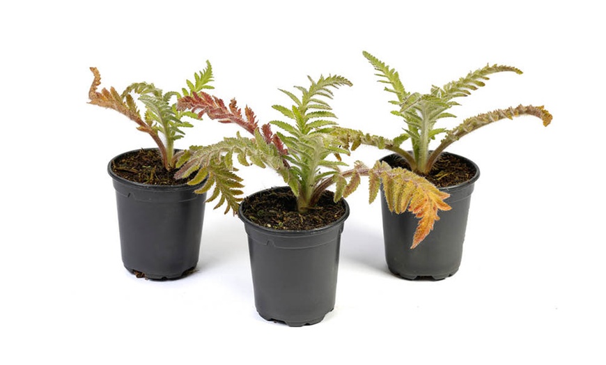 Image 5: One or Three Papaver 'Red Rumble' Oriental Poppy Plants