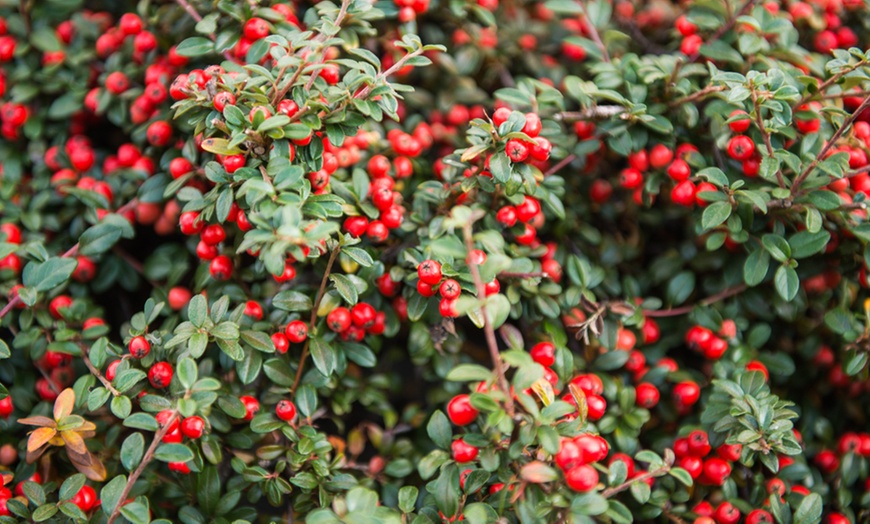 Image 3: Weeping Cotoneaster in 3-Litre Pot