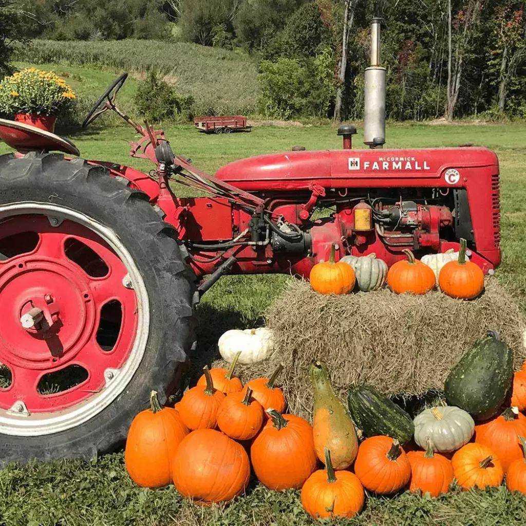 Farmtastic Day to Pick Your Own Pumpkins, Solo or Family of 1-4 People