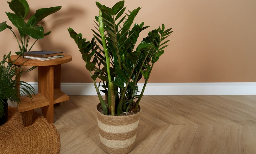 Image 2: 1 of 2 Zamioculcas zamiifolia