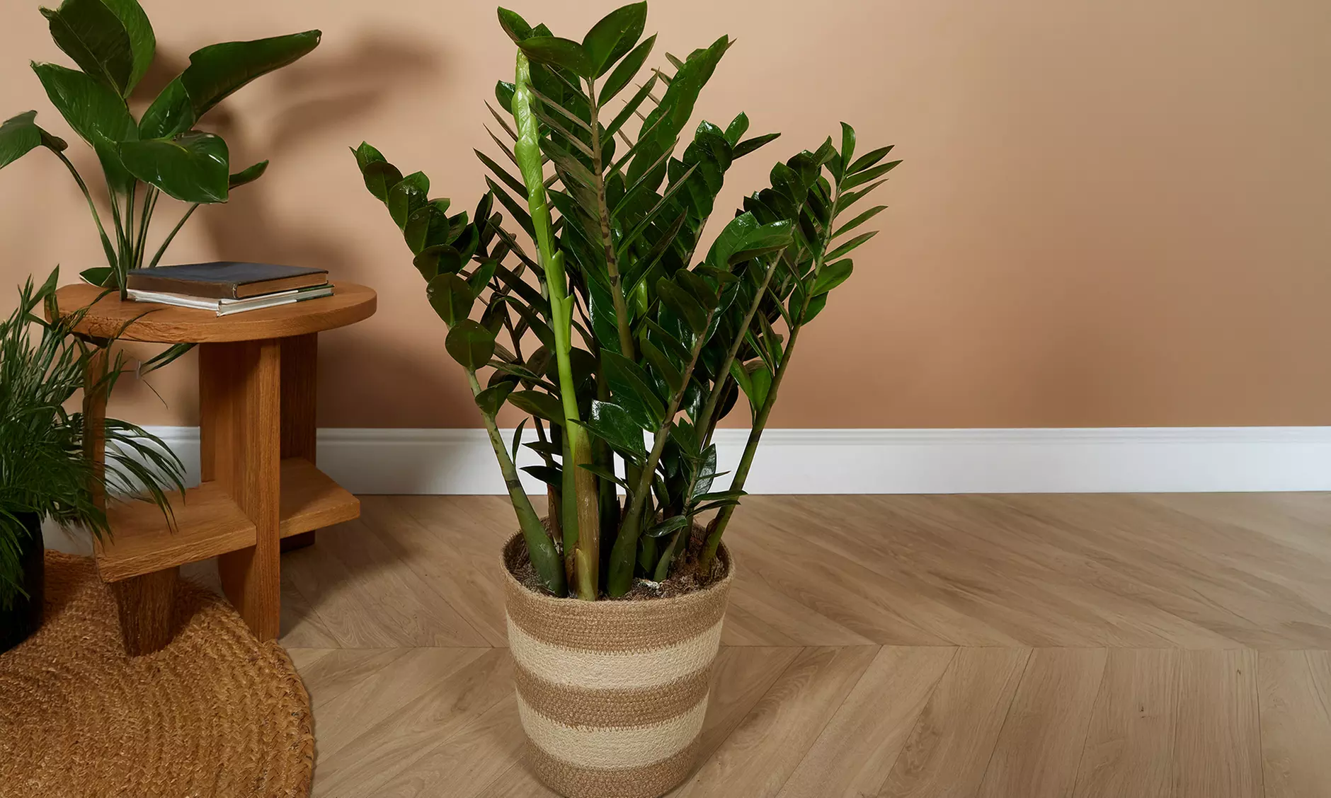 1 of 2 Zamioculcas zamiifolia