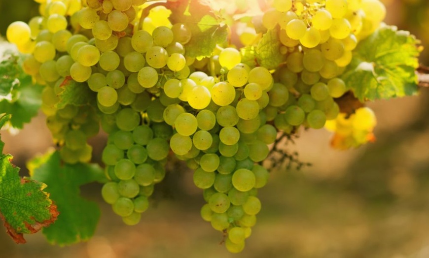 Image 6: 1, 2 or 3 Potted Fruit Plant Collections