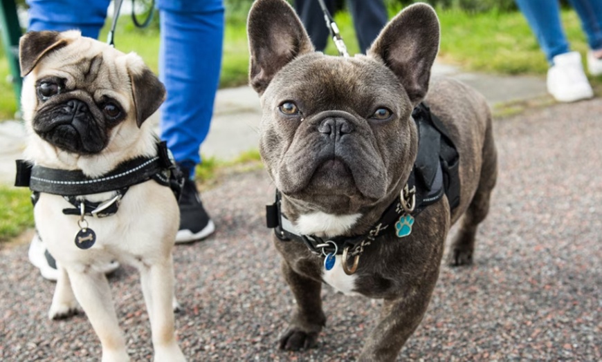 Image 1: Dog Walking 101 or 201 or Socialization & Obedience Course