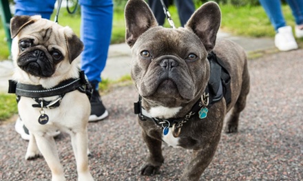 Dog Walking & Socializing Pack -1 Dog Walking 101 - International Open Academy