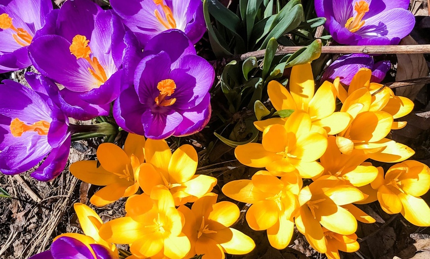 Image 5: Bulbes de crocus à grandes fleurs