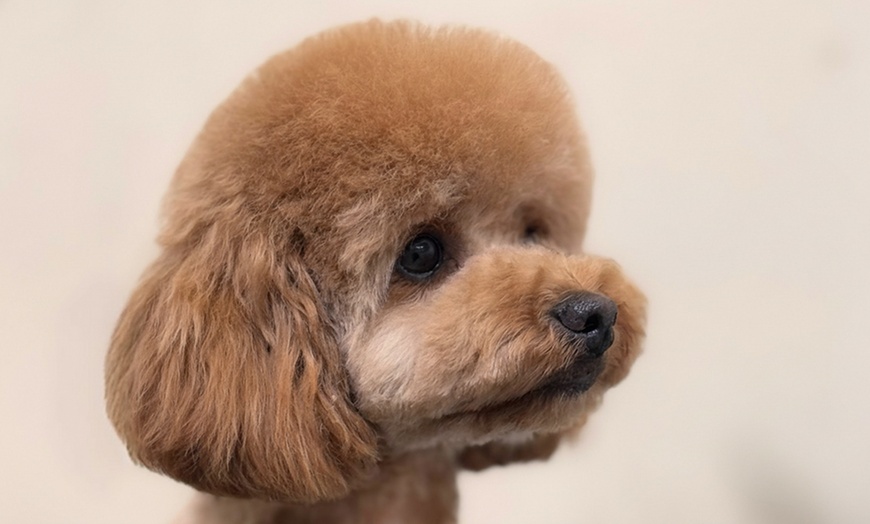 Image 6: Full Day of Doggy Day Care Or Get $50 or $100 Credit Dog Grooming