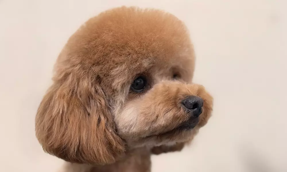 Full Day of Doggy Day Care Or Get $50 or $100 Credit Dog Grooming