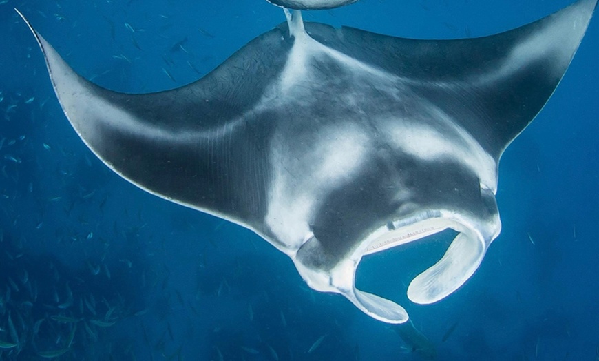 Image 4: Manta Ray Snorkeling Trip in Kona, Hawaii - Small Group & Longest Tour