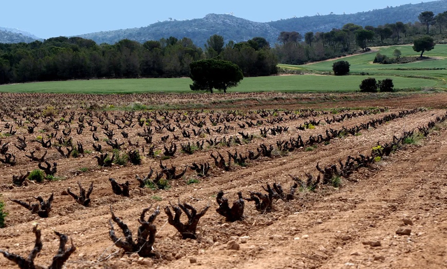Image 3: Visita a Bodegas Las Virtudes con cata para 2 o 4 personas