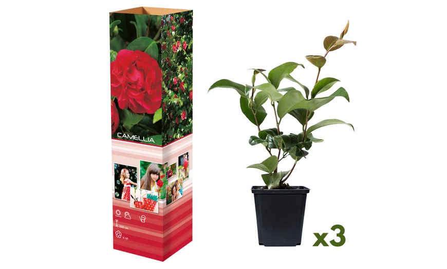 Image 5: Lot de 3 ou 6 plants de camélias japonais
